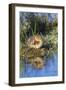 Wyoming, Young duckling resting on a mud flat island while being reflected in a pond.-Elizabeth Boehm-Framed Photographic Print