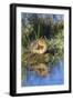 Wyoming, Young duckling resting on a mud flat island while being reflected in a pond.-Elizabeth Boehm-Framed Photographic Print