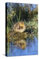 Wyoming, Young duckling resting on a mud flat island while being reflected in a pond.-Elizabeth Boehm-Stretched Canvas