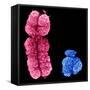 X And Y Chromosomes-Science Photo Library-Framed Stretched Canvas
