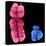 X And Y Chromosomes-Science Photo Library-Stretched Canvas