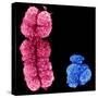 X And Y Chromosomes-Science Photo Library-Stretched Canvas