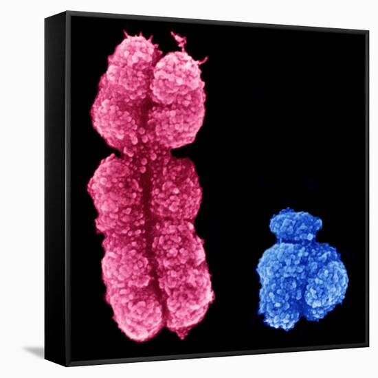 X And Y Chromosomes-Science Photo Library-Framed Stretched Canvas