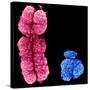 X And Y Chromosomes-Science Photo Library-Stretched Canvas