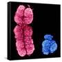 X And Y Chromosomes-Science Photo Library-Framed Stretched Canvas