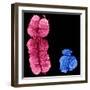 X And Y Chromosomes-Science Photo Library-Framed Premium Photographic Print