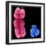 X And Y Chromosomes-Science Photo Library-Framed Premium Photographic Print