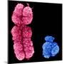 X And Y Chromosomes-Science Photo Library-Mounted Premium Photographic Print