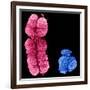 X And Y Chromosomes-Science Photo Library-Framed Photographic Print