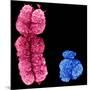 X And Y Chromosomes-Science Photo Library-Mounted Photographic Print