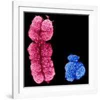 X And Y Chromosomes-Science Photo Library-Framed Photographic Print