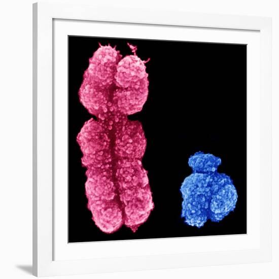 X And Y Chromosomes-Science Photo Library-Framed Photographic Print