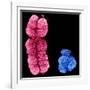 X And Y Chromosomes-Science Photo Library-Framed Photographic Print