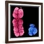 X And Y Chromosomes-Science Photo Library-Framed Photographic Print