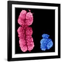 X And Y Chromosomes-Science Photo Library-Framed Photographic Print