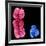 X And Y Chromosomes-Science Photo Library-Framed Photographic Print