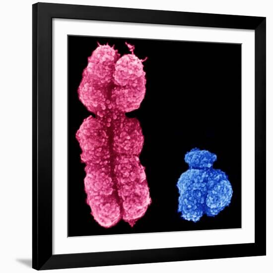 X And Y Chromosomes-Science Photo Library-Framed Photographic Print