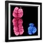 X And Y Chromosomes-Science Photo Library-Framed Photographic Print