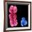 X And Y Chromosomes-Science Photo Library-Framed Photographic Print