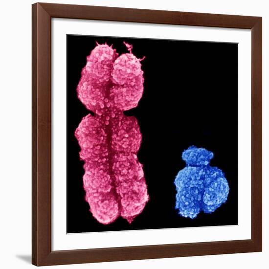 X And Y Chromosomes-Science Photo Library-Framed Photographic Print