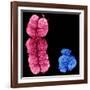 X And Y Chromosomes-Science Photo Library-Framed Photographic Print