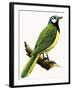 X For Xanthoura Luxuosa or American Jay-R. B. Davis-Framed Giclee Print