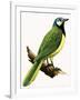 X For Xanthoura Luxuosa or American Jay-R. B. Davis-Framed Giclee Print