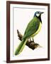 X For Xanthoura Luxuosa or American Jay-R. B. Davis-Framed Giclee Print