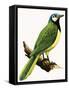 X For Xanthoura Luxuosa or American Jay-R. B. Davis-Framed Stretched Canvas