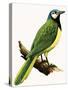 X For Xanthoura Luxuosa or American Jay-R. B. Davis-Stretched Canvas