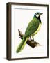 X For Xanthoura Luxuosa or American Jay-R. B. Davis-Framed Giclee Print