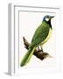 X For Xanthoura Luxuosa or American Jay-R. B. Davis-Framed Giclee Print