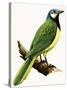 X For Xanthoura Luxuosa or American Jay-R. B. Davis-Stretched Canvas