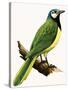 X For Xanthoura Luxuosa or American Jay-R. B. Davis-Stretched Canvas