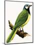 X For Xanthoura Luxuosa or American Jay-R. B. Davis-Mounted Giclee Print