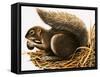 X For Xerus Erythropus or African Squirrel-R. B. Davis-Framed Stretched Canvas