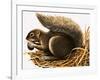 X For Xerus Erythropus or African Squirrel-R. B. Davis-Framed Giclee Print