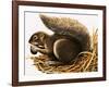 X For Xerus Erythropus or African Squirrel-R. B. Davis-Framed Giclee Print