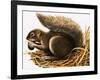 X For Xerus Erythropus or African Squirrel-R. B. Davis-Framed Giclee Print