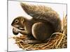 X For Xerus Erythropus or African Squirrel-R. B. Davis-Mounted Giclee Print