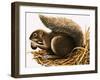 X For Xerus Erythropus or African Squirrel-R. B. Davis-Framed Giclee Print