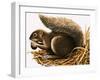 X For Xerus Erythropus or African Squirrel-R. B. Davis-Framed Giclee Print