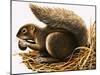 X For Xerus Erythropus or African Squirrel-R. B. Davis-Mounted Giclee Print