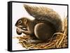 X For Xerus Erythropus or African Squirrel-R. B. Davis-Framed Stretched Canvas