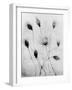 X-Ray Eight Roses-Edward Charles Le Grice-Framed Photographic Print