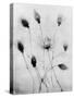 X-Ray Eight Roses-Edward Charles Le Grice-Stretched Canvas