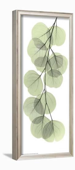 X-Ray Eucalyptus Branch II-Albert Koetsier-Framed Art Print