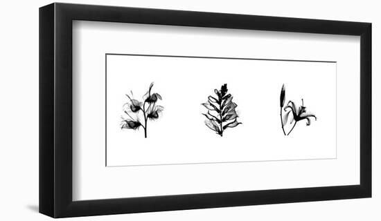 X-Ray Foxglove Triptych-Bert Myers-Framed Giclee Print