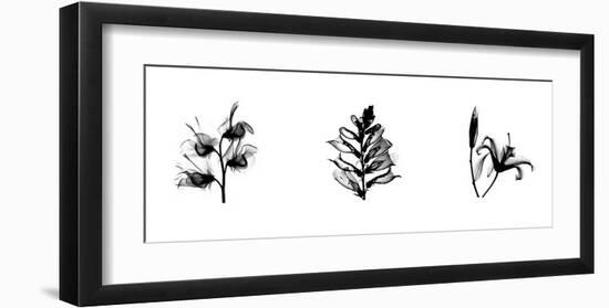 X-Ray Foxglove Triptych-Bert Myers-Framed Giclee Print