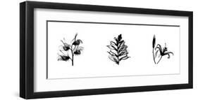 X-Ray Foxglove Triptych-Bert Myers-Framed Giclee Print